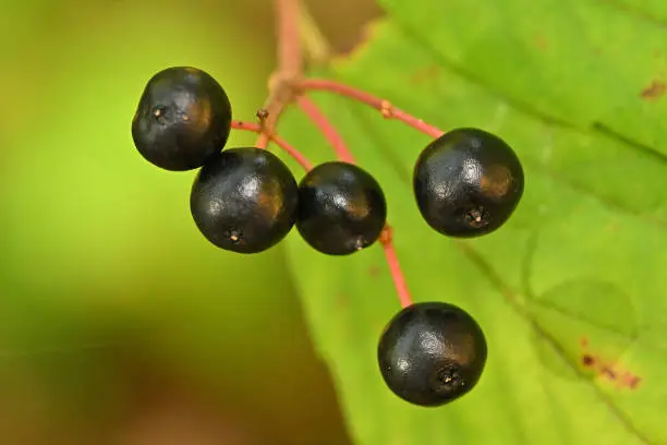 Maple-leaf viburnum berries (Viburnum acerifoliumin) in autumn, close-up. Native to eastern North America, this shade-tolerant forest shrub turns pink in the fall. Known for its attractive foliage, flowers and berries, and its role as a pollinating plant. Visited by butterflies; birds and mammals eat the berries. Taken in the woods of rural northwest Connecticut.