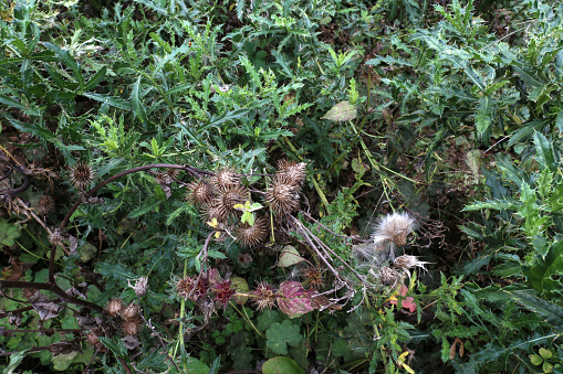Wild garden. Shrub with thistles and burrs. Nature untouched. Structure. Background.