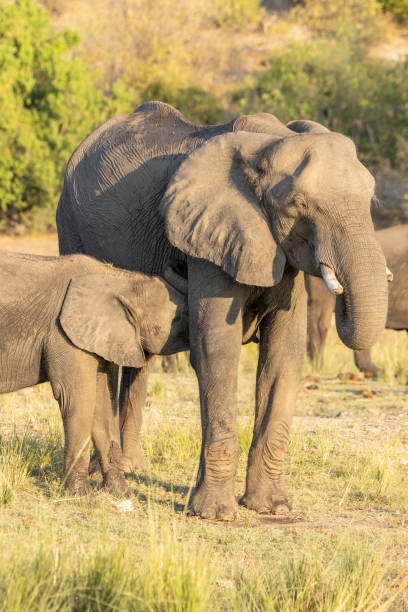 istock Baby elephant drinking from its mother 1715063326
