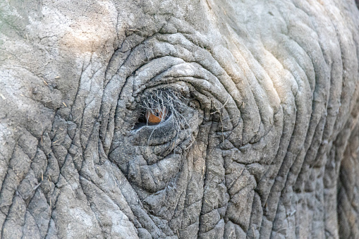 Close up image of the left eye of an elephant, with eyelashes clearly visible