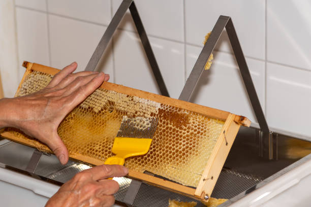 istock The beekeeper prepares the full honeycombs for centrifugation 1715067185