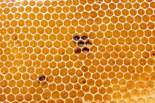 queenbee on honeycomb