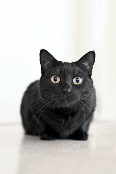 istock Black cat sitting on the floor and looking curious at camera. Vertical image. 1715076743