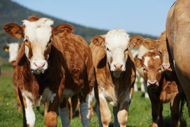 istock Calf with cow on pasture 1715089255