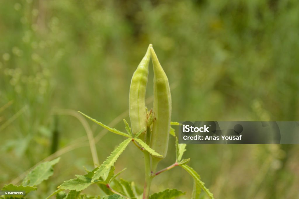 Close up of fresh Bhindi, Lady Fingers, Okra green vegetable Abelmoschus Esculentus with flowers growing in the farm against green background in selective focus from Kutch ,Gujarat ,India ,Asia Agricultural Field Stock Photo Close up of fresh Bhindi, Lady Fingers, Okra green vegetable Abelmoschus Esculentus with flowers growing in the farm against green background in selective focus from Kutch ,Gujarat ,India ,Asia Agricultural Field Stock Photo