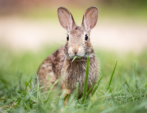 A cottontail rabbit chowing on some grass.