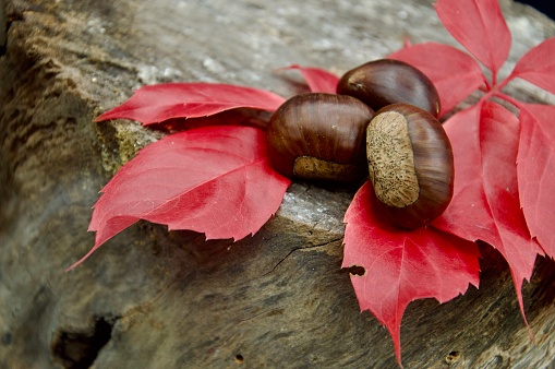 Autumn season still life with chestnuts and red ivy leaves