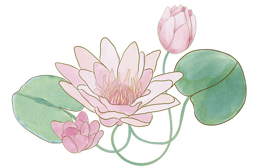 pink lotus flower watercolor transparent background option