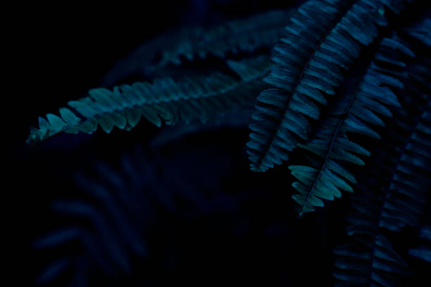 istock tropical fern leaf, dark nature background 1715137597