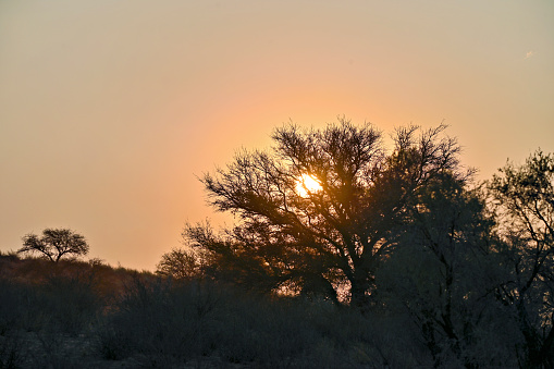 Kgalagadi Transfrontier Park Kalahari South Africa Botswana