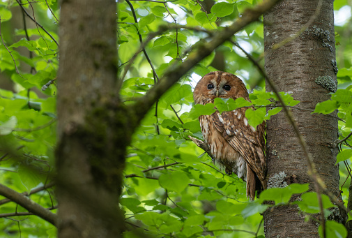 Beautiful female tawny owl (Strix aluco) perching on a tree.