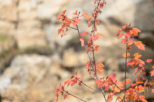 Thin Oak bush in front of rocky environmental at myra canyon