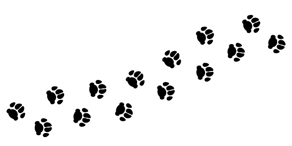 Pet paw prints trail. Domestic dog or puppy black footprints silhouettes vector illustration on white background.