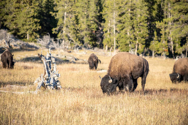 Bison roaming in National Park Bison roaming in National Park whitesides stock pictures, royalty-free photos & images