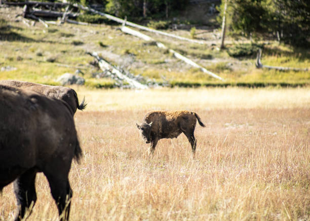 Baby Bison roaming in National Park Baby Bison roaming in National Park whitesides stock pictures, royalty-free photos & images