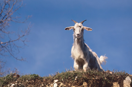 young specimen of domestic goat bottom view against a blue sky