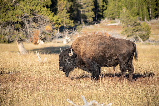 Bison grazing in Yellowstone National Park