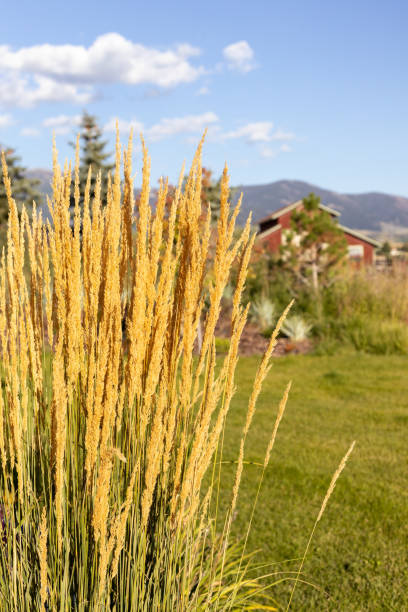 Wheat plant and red barn in Montana Wheat plant and red barn in Montana whitesides stock pictures, royalty-free photos & images