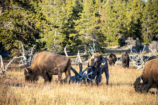 Bison herd grazing in Yellowstone National Park