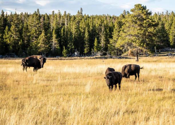 Bison grazing in Yellowstone National Park Bison grazing in Yellowstone National Park whitesides stock pictures, royalty-free photos & images