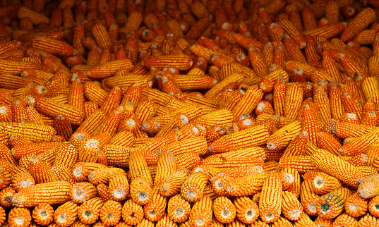 Dried corns background. Corn Unsplash for drying. Maize drying on the cob.