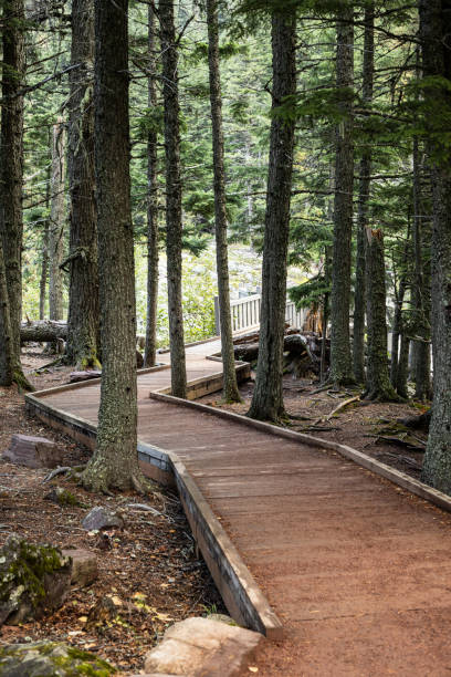 Wooden pathway in Glacier National Park Wooden pathway in Glacier National Park whitesides stock pictures, royalty-free photos & images