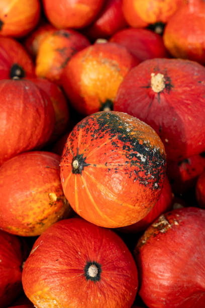 istock Top view of Hokkaido pumpkins 1715166324