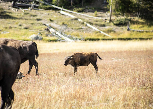 Bison grazing in Yellowstone National Park Bison grazing in Yellowstone National Park whitesides stock pictures, royalty-free photos & images