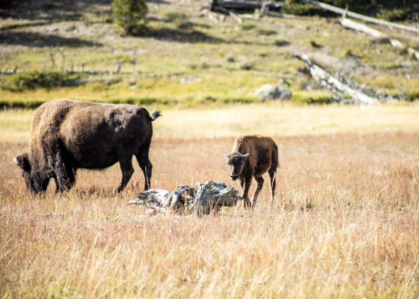 Bison grazing in Yellowstone National Park Bison grazing in Yellowstone National Park whitesides stock pictures, royalty-free photos & images