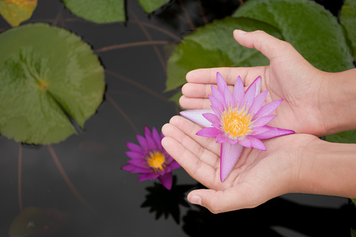 Two hand holding beautiful lotus flower closeup on lotus leaf and water surface background in lake, concept of natural and life, top view background, copy space.