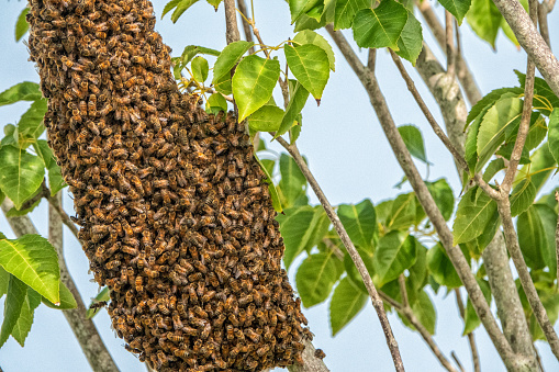 Honeybee swarm in central Florida