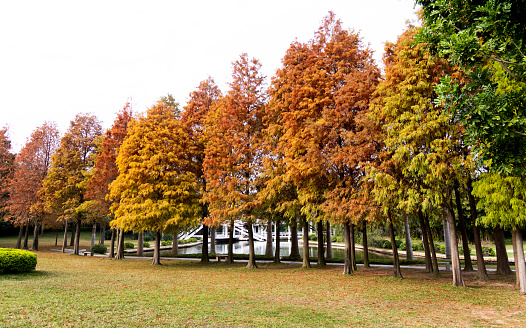 Bald cypress trees in autumn.