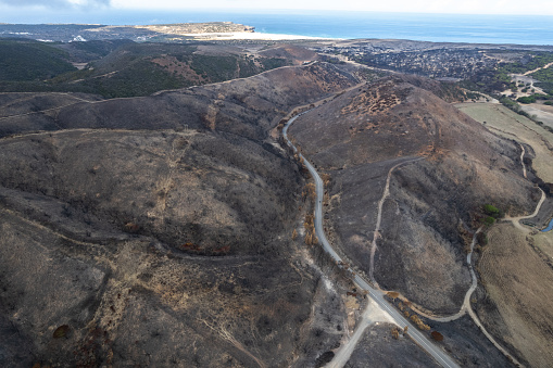 Burnt trees in forest after wildfire in National Park in Portugal, aerial drone view