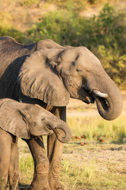 istock Baby elephant with its mother 2 1715173179