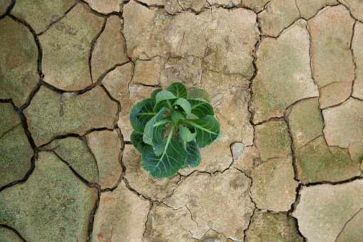 Arid dry cracked soil with single plant