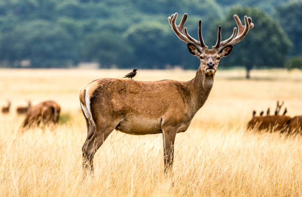 istock Deer in Richmond Park in London 1715175575