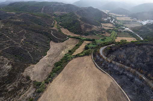 Burnt trees in forest after wildfire in National Park in Portugal, aerial drone view