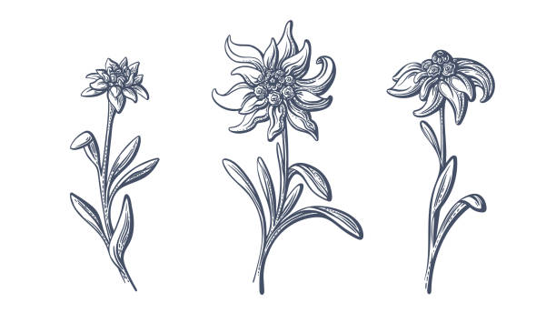 illustrazioni stock, clip art, cartoni animati e icone di tendenza di fiori di stella alpina. illustrazione disegnata a mano vettoriale - stella alpina