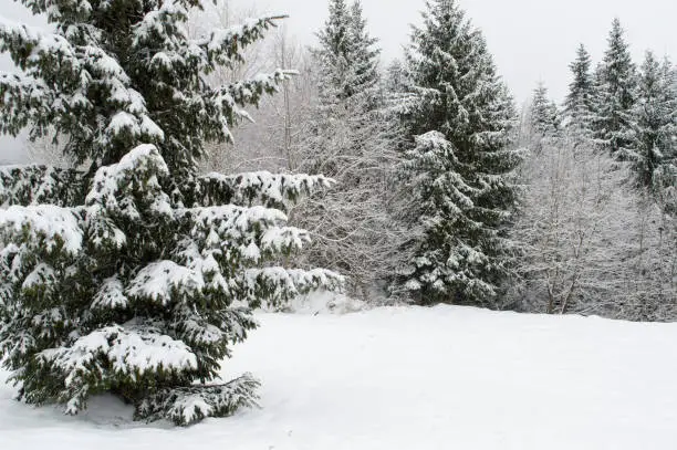 Winter landscape, fir trees covered with snow in the forest, Gorski kotar, Croatia