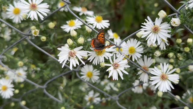 an orange butterfly sits on a white aster, daisy flower close-up