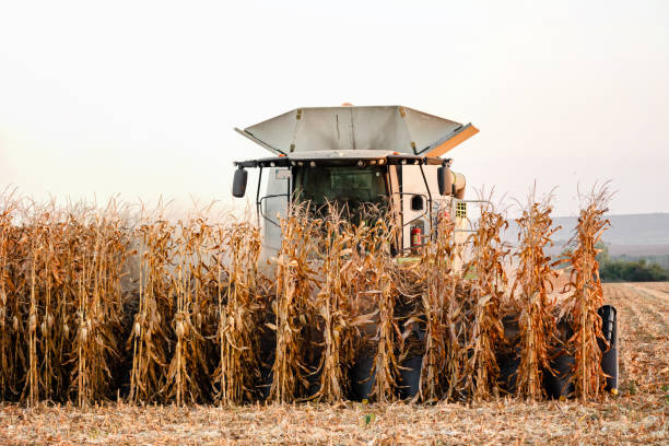 Combine harvester harvesting corn in agriculture field
