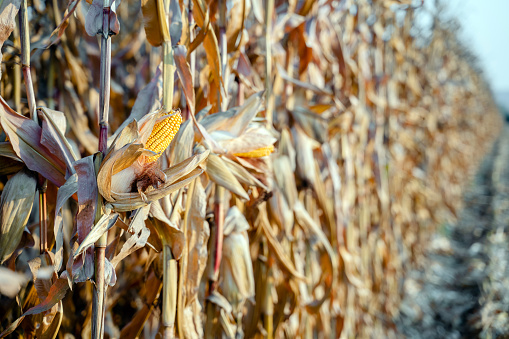 Close-up of corn plant in the field