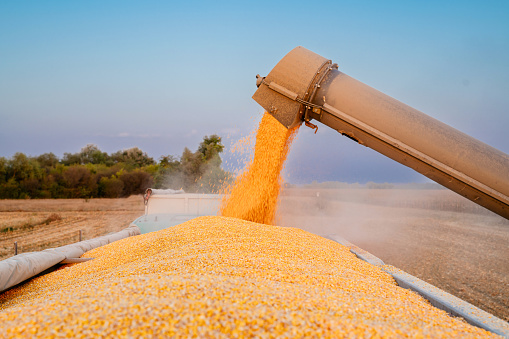 Corn grain pouring into trailer