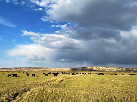 Panoramic view of a pasture with many black oxen and a stormy sky.