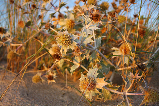 withered flowers yellow background