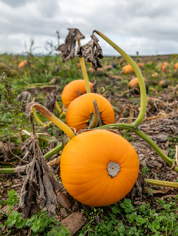 Ripe orange pumpkin in a field