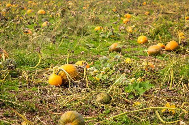 Free Stock Photo of Field full of orange pumpkins ready for harvest ...