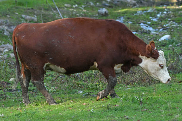 Cow in shade, walking to fresh grazing area, with rocky landscape in background. Rural Litchfield County, Connecticut, autumn.