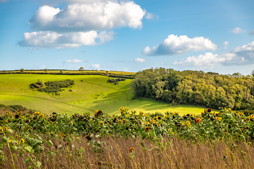 Aerial view of Box Hill, a summit of the North Downs in Surrey,  south-west of London, UK