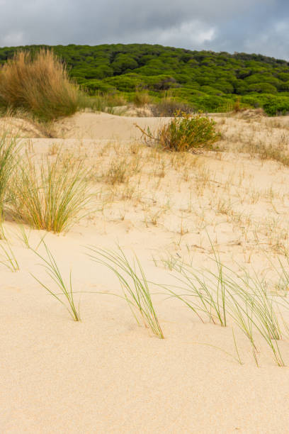 istock Valdevaqueros dune in Tarifa, Cadiz, Spain 1715223229